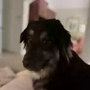 adoptable Dog in Powder Springs, GA named Dash