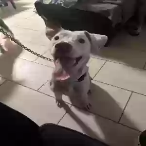 adoptable Dog in North Las Vegas, NV named Kilo
