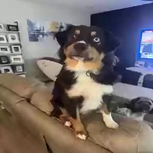 adoptable Dog in Daytona Beach, FL named Tucker