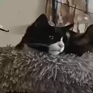 adoptable Cat in Billings, MT named Pouty