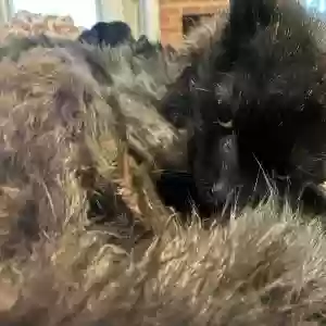 adoptable Cat in Shreveport, LA named Mamas