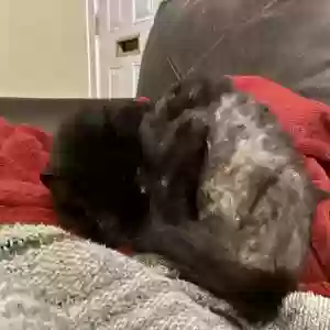 /images/pets/original/2181992_actual_three.webp