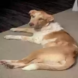 adoptable Dog in Caulfield, MO named Unknown stray