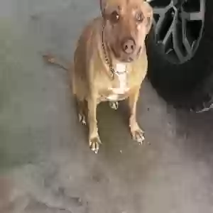 adoptable Dog in Rutherfordton, NC named Zoey