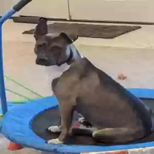 adoptable Dog in Basehor, KS named Unknown