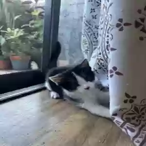 adoptable Cat in Long Beach, CA named no name yet