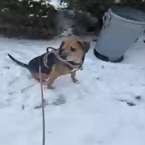 adoptable Dog in Newburgh, NY named Benson