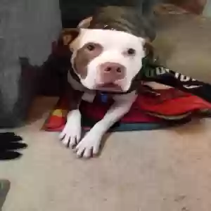 adoptable Dog in Portland, OR named Rolo