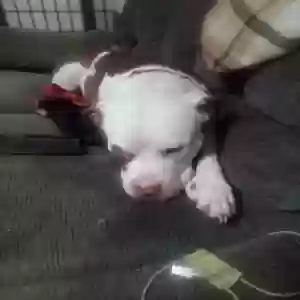/images/pets/original/2182010_actual_two.webp