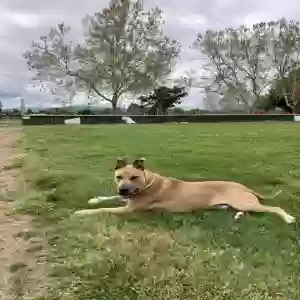 adoptable Dog in San Jose, CA named Marshall