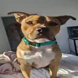 adoptable Dog in Gainesville, FL named Tucker