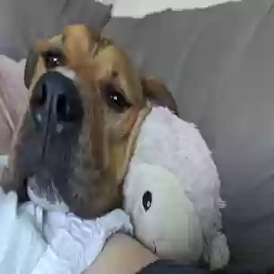 /images/pets/original/2182019_actual_three.webp