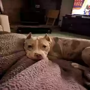 adoptable Dog in Temperance, MI named Molina
