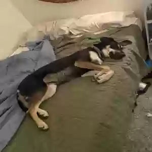 adoptable Dog in Mesa, AZ named Nelly