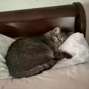 adoptable Cat in Las Vegas, NV named Lucy