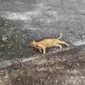 adoptable Cat in Columbia, SC named Rio