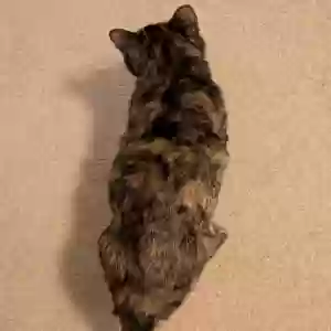 /images/pets/original/2182031_24785_PXL_20250419_032221369.MP.webp