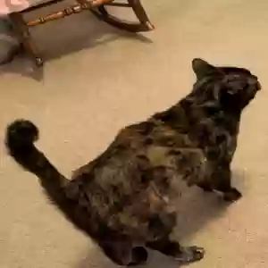 /images/pets/original/2182031_35693_PXL_20250419_032427017.webp