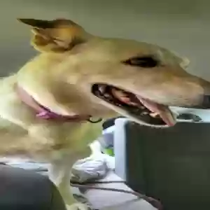 adoptable Dog in Carmel, IN named Katara
