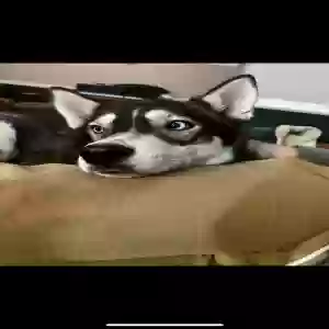 /images/pets/original/2182039_actual_two.webp