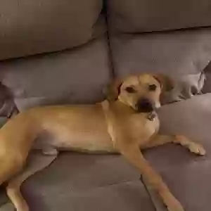 adoptable Dog in Fayetteville, NC named Peanut