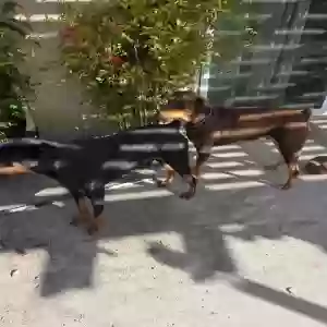 adoptable Dog in San Jacinto, CA named Smokey and Brownie