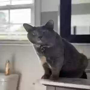 adoptable Cat in Tuscaloosa, AL named Kobie