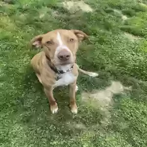 adoptable Dog in Pittsburgh, PA named Huck