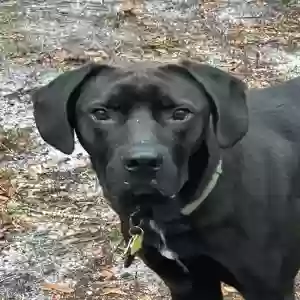 adoptable Dog in Chiefland, FL named Puller Winchester