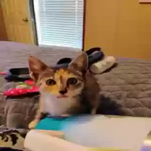 adoptable Cat in Merkel, TX named Nibbler
