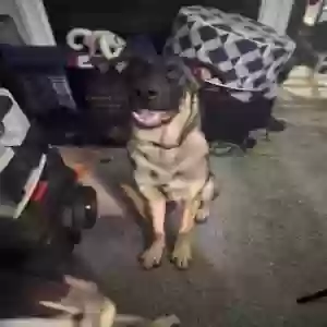 adoptable Dog in Arlington, TX named Baldur