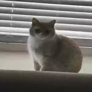 adoptable Cat in Winston Salem, NC named Harold