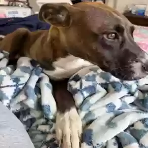 adoptable Dog in Orrum, NC named Alice