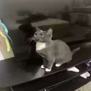 adoptable Cat in Mckinney, TX named Bonnie