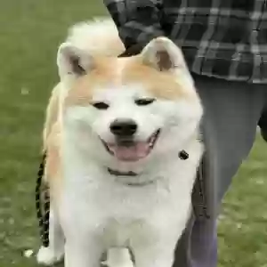 /images/pets/original/2182078_actual_three.webp