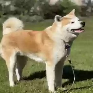 adoptable Dog in Fox River Grove, IL named Unknown