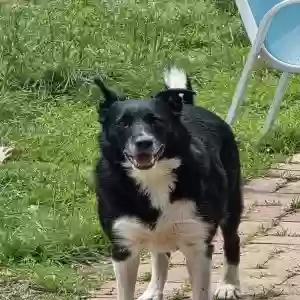 adoptable Dog in Reading, PA named Bolt