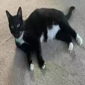 adoptable Cat in Ocean Isle Beach, NC named Wally