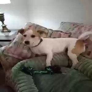 adoptable Dog in Bossier City, LA named Mattie