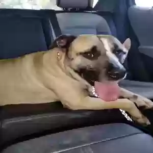 adoptable Dog in Brewton, AL named Hercules