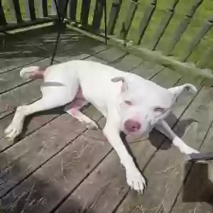 /images/pets/original/2182096_77315_20250511_154554.webp