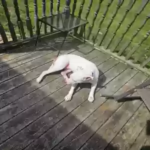 adoptable Dog in Somerset, PA named Zena aka Beener