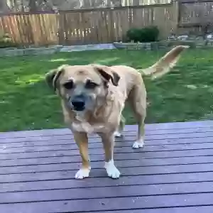 adoptable Dog in North Bend, WA named Peanut