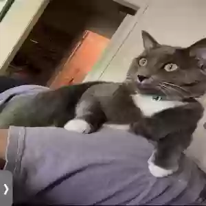 adoptable Cat in Birmingham, AL named Unknown