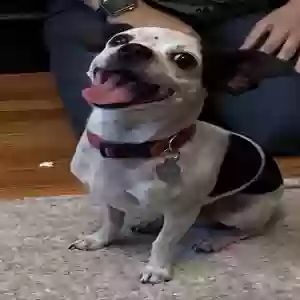 adoptable Dog in Oakland, CA named Little Dog