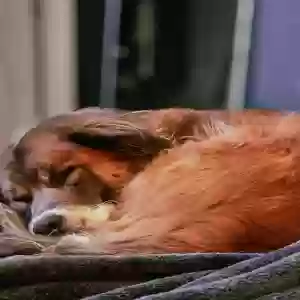 adoptable Dog in Wilmington, DE named Aaden