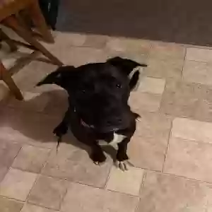 adoptable Dog in Belleville, MI named Miley