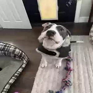 adoptable Dog in Trenton, NJ named Margot