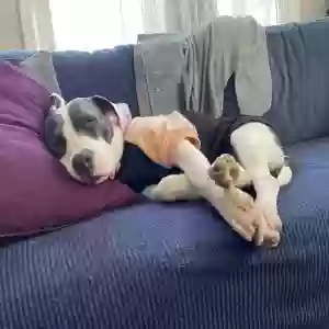/images/pets/original/2182111_actual_two.webp