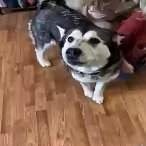 adoptable Dog in Arlington, WA named Tundra